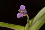 Nakedstem dewflower